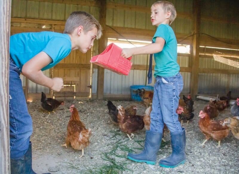 Cluck, cluck all the way to the bank